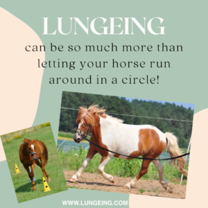 lungeing or horse training